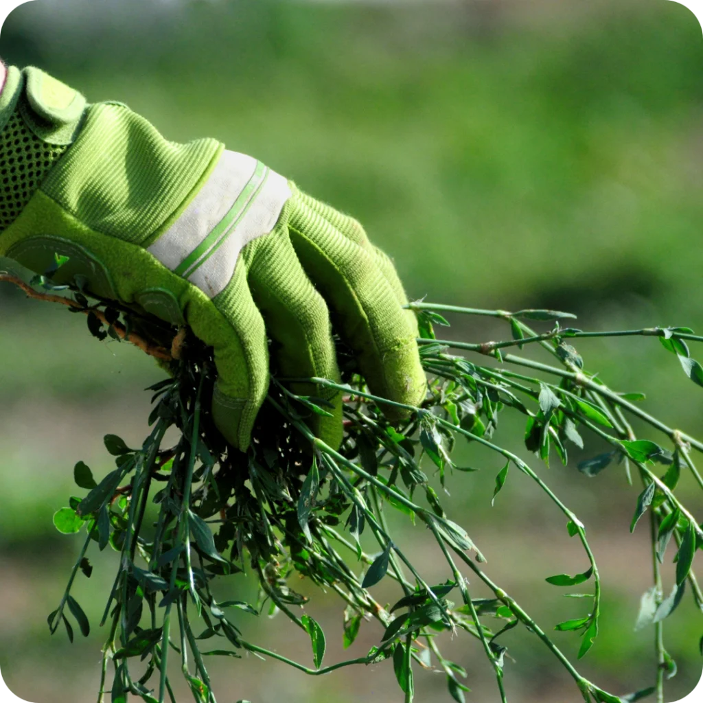 Weed removal near me
